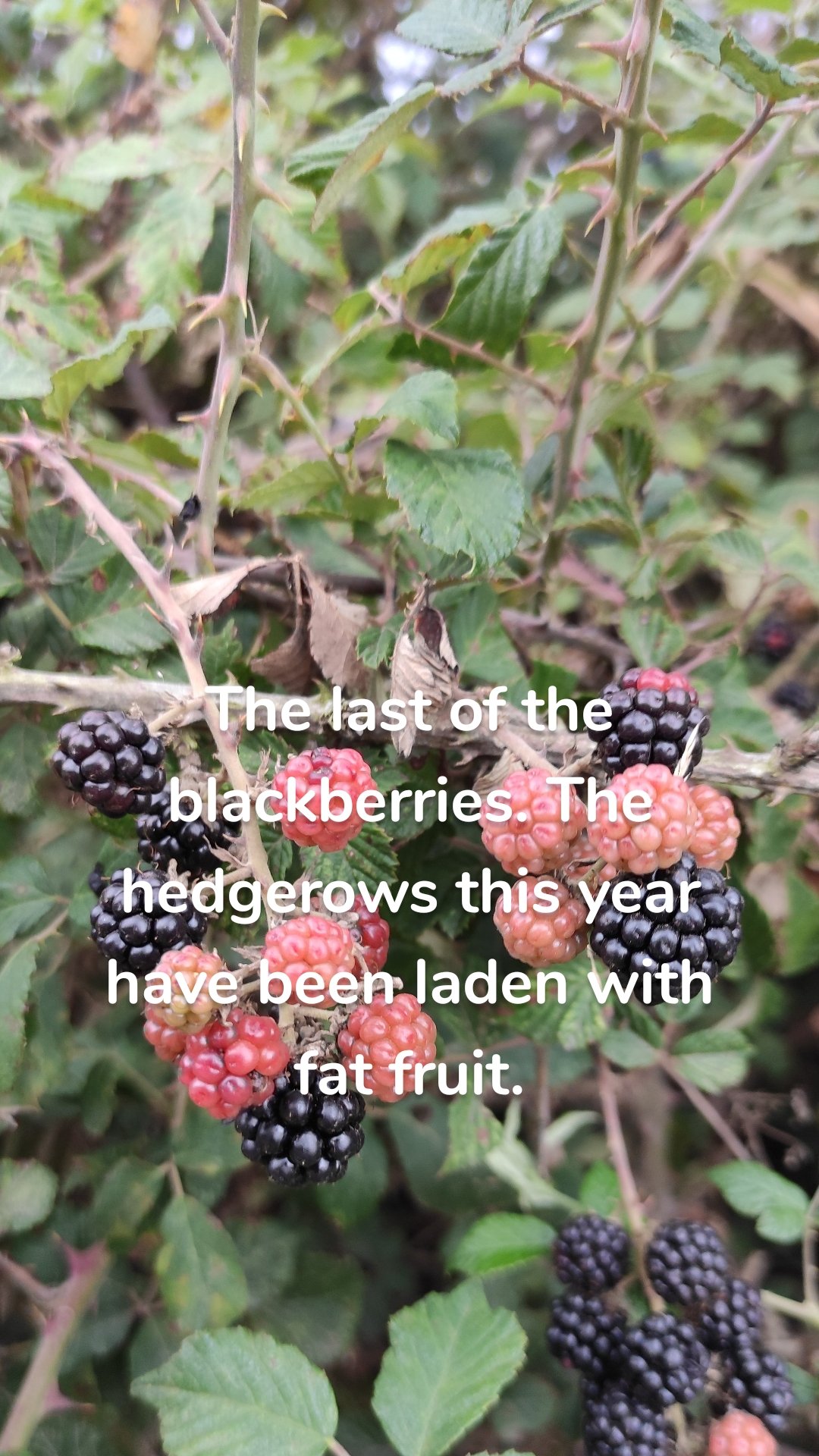 The last of the blackberries. The hedgerows this year have been laden with fat fruit.