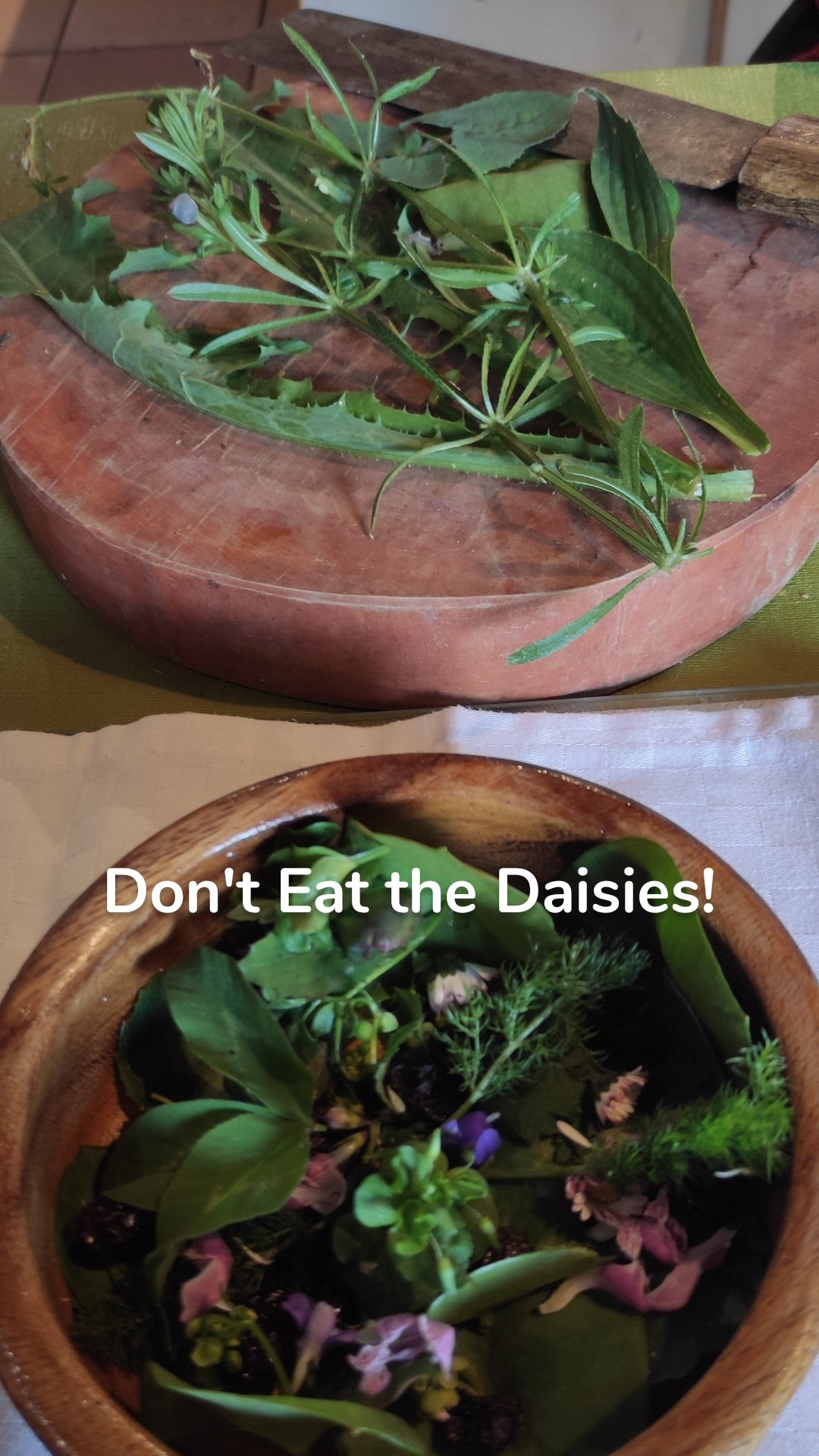 Don't Eat the Daisies!